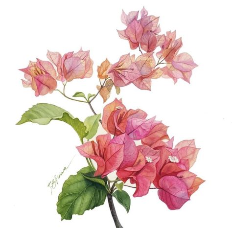 Bougainvillea Watercolor, Easy Flower Painting, Aquarelle Art, Watercolor Art Paintings, Watercolor Flower Art, Flower Art Images, Watercolor Art Lessons, Botanical Drawings, Watercolor On Paper