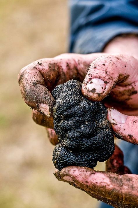 Sheryn Clothier experiments with growing truffles on her Waikato home - thisNZlife Truffle Farming, Growing Truffles, Growing Mushrooms At Home, Mushroom Spores, Organic Protein, Garden Mushrooms, Farm Food, Edible Mushrooms, Black Truffle