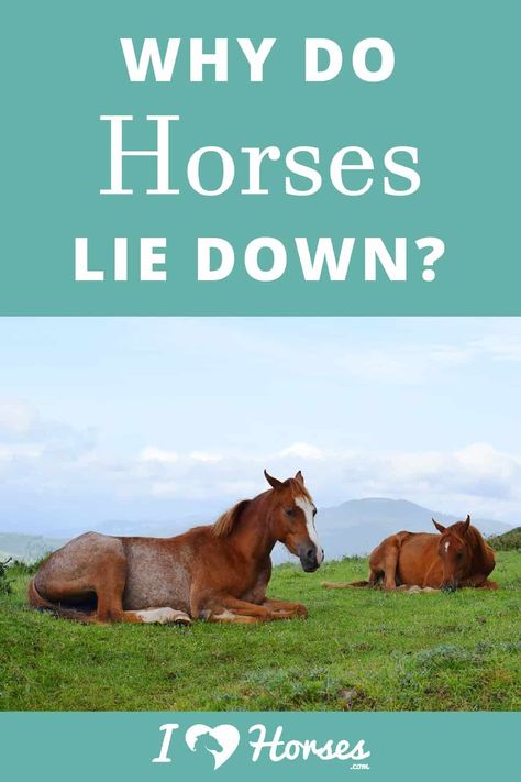 When you pass a horse lying down in a field, what is your first reaction? Many of us horse lovers will wonder, IS HE BREATHING? So what do we really need to know about horses when they lie down? Keep reading on iHeartHorses.com! | #ihearthorses #horses #horsesliedown #horsefacts #eqlife Equestrian Humor, Horse Laying Down, Equestrian Memes, Horse Behavior, Belly Ache, Horse Information, Equestrian Quotes, Horse Wall Art Canvases, Horse Facts