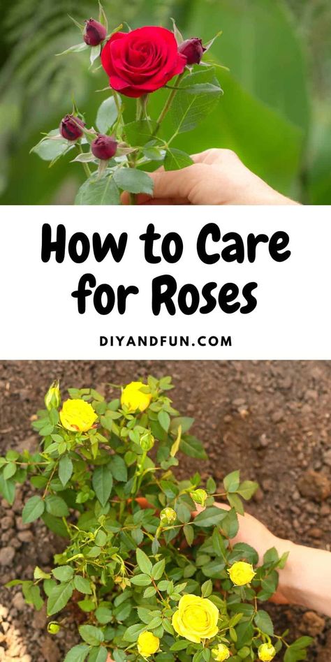 How to Care for Roses, a simple guide for most anyone for maintaining beautiful roses in your garden with minimal effort. Rose Care For Beginners, Taking Care Of Roses, How To Take Care Of Roses, Mini Roses Outdoors, How To Care For Roses, Caring For Roses, Rose Bush Care, Deadheading Flowers, Rose Growing