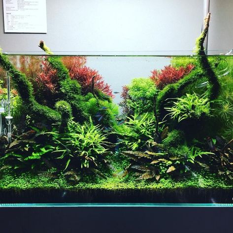 Nature Aquascape, Aquascape Inspiration, Aquascape Ideas, Amazing Aquariums, Aquascape Design, Fresh Water Fish Tank, Planted Tank, Aquarium Ideas, Nature Aquarium