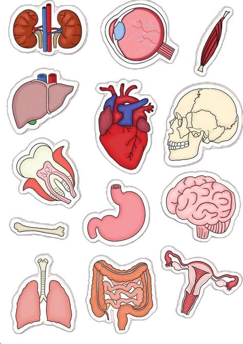 Anatomy Body Parts, Medicine Anatomy, Student Clipart, Stickers Png, Goodnotes Stickers, Body Stickers, Digital Stickers, Human Anatomy, Digital Sticker