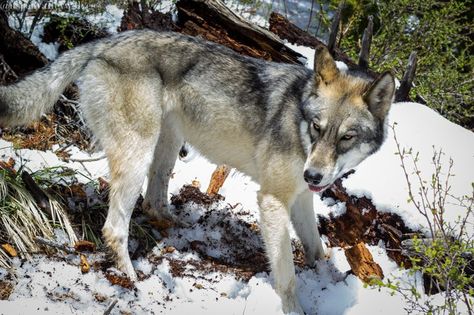 Khloe a mid content wolfdog. Wolf Dog, Husky, Art Reference, Dogs, Animals, Art