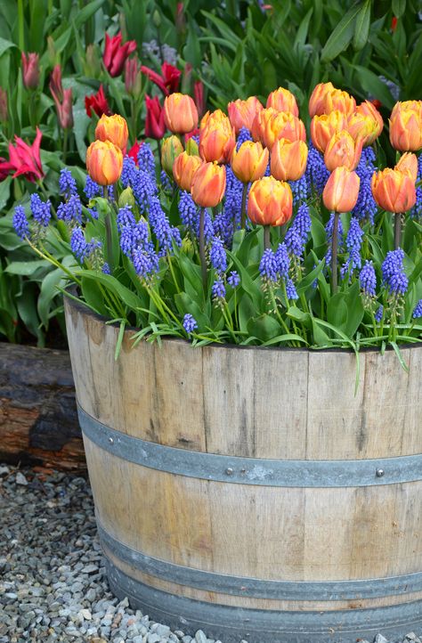 https://flic.kr/p/ebZQzb | Orange tulip planter | Orange tulips and bluebells in wooden planter Wine Barrel Garden, Wine Barrel Planter, Spring Garden Decor, Spring Planter, Planting Tulips, Orange Tulips, Barrel Planter, Container Gardening Flowers, Tulips Garden