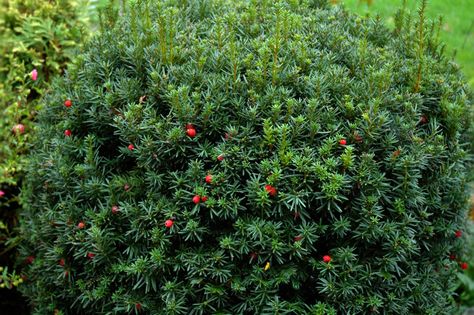 Longmont Colorado area landscapes – plant of the month  Hicks Yew or Taxus x media is a hybridization of yew species Taxus baccata and Taxus cuspidate. All Yew are a broadleaf evergreens, as opposed to coniferous evergreens (think trees with cones, like Spruce, Pine and Fir), that is well suited to our Longmont Colorado landscapes. Yew is a common name given to various species of trees, but the two most likely found in Colorado landscapes are Taxus media and Taxus cuspidata. Hicks Yew, Yew Shrub, Shrubs For Privacy, Tall Shrubs, Monrovia Plants, Broadleaf Evergreen, Colorado Landscape, Backyard Plants, Plant Catalogs