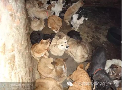 Everyone has heard of Yulin's 'Dog Meat Festival' but no one has heard of the dog meat trade in Sichuan Province, OUR province. Jianyang, Sichuan is one of the largest dog meat trade centres in... Animal Welfare, Dear God, Large Dogs, Meat, Dogs, Animals