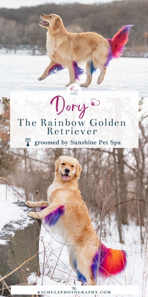 Dyed Golden Retriever, Dog Hair Dye Golden Retriever, Colored Dogs Hair, Coloring Dogs Hair, Dog With Dyed Fur, Dye Dogs Fur, Dog Grooming Dye Ideas, Pet Dye Ideas, Creative Grooming Dogs