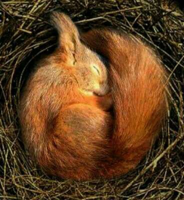 Fox Curled Up, Red Squirell, Squirrel Reference, Sleeping Squirrel, Squirrel Cute, Autumn Squirrel, Red Squirrels, Squirrel Pictures, Beautiful Wildlife