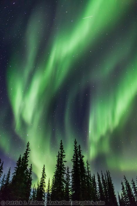 aurora borealis over spruce trees, arctic, Alaska. Aurora Borealis Tattoo, Aurora Painting, Northern Lights Tattoo, Green Images, Northern Lights Art, Northern Lights Photography, Spruce Trees, Northern Lights Painting, Lights Aesthetic