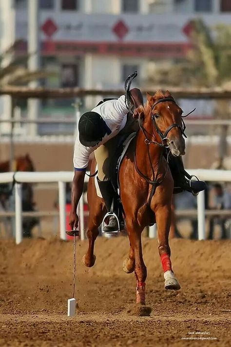 Awesome Horses, Animals