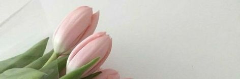 Pink Tulips Header, Tulips Header, Cover For Notion, Twt Profile, Roblox Random, Notion Cover, Banners For Discord, Aesthetic Header, Linkedin Background