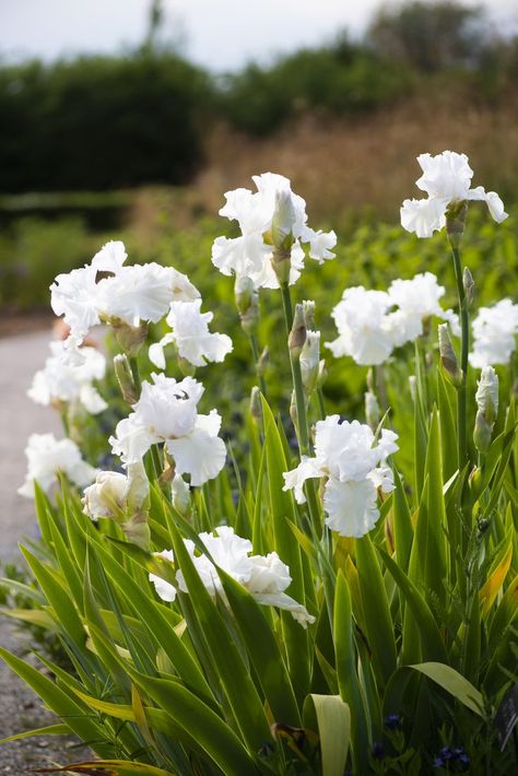 White flowers with green leaves and stems Growing Bulbs, Iris Flower, Moon Garden, Flower White, Spring Bulbs, Flowers White, White Gardens, Iris Flowers, Propagating Plants