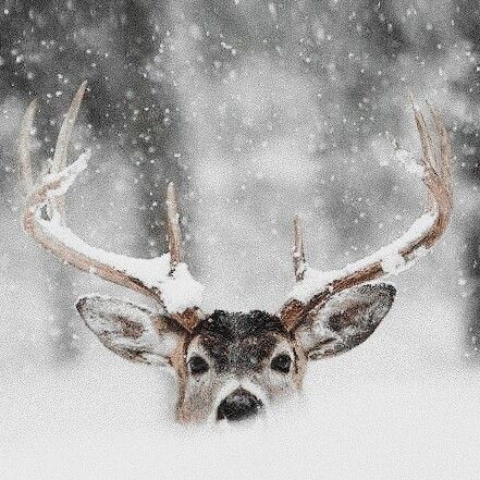 Regard Animal, Snow Animals, Deer Pictures, Winter Cabin, Winter Love, Winter Animals, Winter Wallpaper, Winter Scenery, Winter Pictures