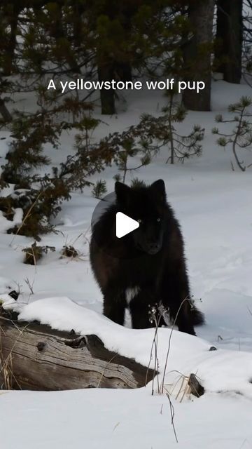 Wolf Dog Puppy, Wolfdog Hybrid, Yellowstone Wolves, Wolf Puppy, Wolf Family, Wolf Life, Wolf Hybrid, Wolf Pup, Dire Wolf