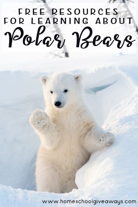 Free Resources for Learning about Polar Bears - Homeschool Giveaways Pet Cam, Leopard Seal, Kodiak Bear, Canada National Parks, Live Animals, Polar Bears, Bear Stuffed Animal, Ocean Animals, Wild Life