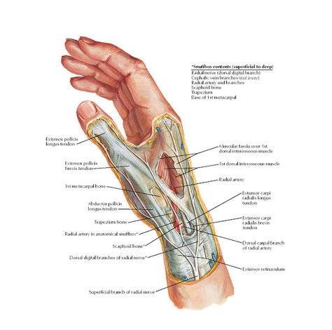 Wrist and Hand: Superficial Dissection Anatomy   Superficial branch of radial nerve, Dorsal digital branches of radial nerve*, Scaphoid b... Human Anatomy Picture, Muscular System Anatomy, Radial Nerve, Hand Anatomy, Human Muscle Anatomy, Basic Anatomy And Physiology, Human Body Anatomy, Muscle Anatomy, Hand Therapy