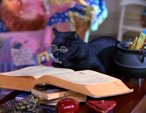 Salem Quotes, Sabrina Cat, Salem Saberhagen, Salem Cat, Sabrina Witch, Sabrina Spellman, Wearing Glasses, Archie Comics, Dexter