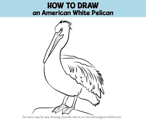 Pelican Drawing, Drawing Ideas For Kids, White Pelican, Watercolor Painting For Beginners, Pelican Bird, Aquatic Birds, Head Drawing, Animal Illustrations, Step Drawing