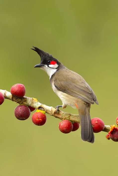 Angel Spirit, Bird Photos, Pretty Birds, Bird Photo, Colorful Birds, Small Birds, Bird Photography, Nature Images, Bird Species