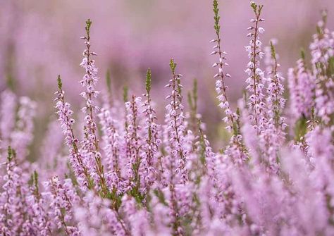 Heather flowers commonly mean good luck, admiration, and protection. Heather Flower Aesthetic, Calluna Vulgaris, Heather Flower, Heather Plant, Winter Arrangements, Flower Guide, Local Gifts, Plant Aesthetic, African Violets