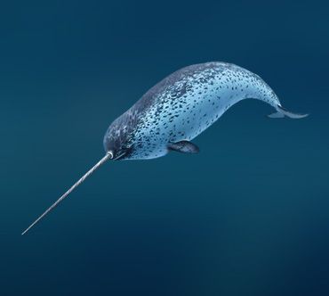 Narwhale!!! Best animals on the planet! "Water unicorns" Creature Marine, Swimming In The Ocean, Sea Mammal, Water Animals, Underwater Creatures, Underwater Life, Water Life, Aquatic Animals, Marine Mammals