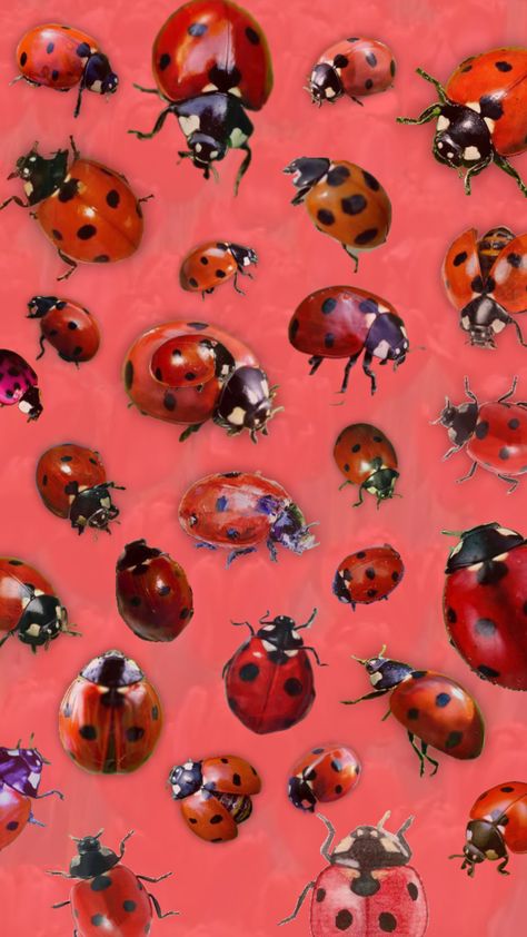 Ladybugs #ladybugs #pink #bugs #red #redaesthetic #ladybugsndcatnoir #collage Home Lock Screen, Ladybug Wallpaper, Cool Bugs, Wallpaper Stickers, Dream Tattoos, Iphone Background Wallpaper, Girl Wallpaper, Funky Art, Lady Bug