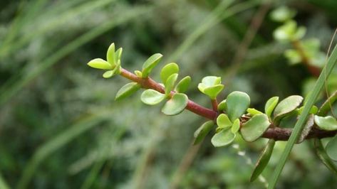 Why Do I Have A Leggy Jade Plant? The Answer Jade plants (https://plantophiles.com/plant-care/jade-plant-care/) are common indoor houseplants, mainly because they're easy to grow. Being a succulent means it requires less attention from you. Historically, jade plants have been said to promote prosperity and good luck (https://www.rollingnature.com/blogs/news/jade-the-feng-shui-money-attracting-plant). #jadeplant #leggy Leggy Jade Plant, Jade Plant Pruning, Jade Plant Care, Bonsai Pruning, Jade Plant, Money Plant, Houseplants Indoor, Jade Plants, Parts Of A Plant