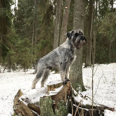 Standard Schnauzer, Giant Schnauzer, Dog Breeds, Dogs, Animals