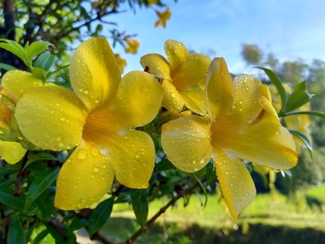 dew drops on yellow bells Yellow Bells Flowers, Yellow Bell Flowers, Bell Shaped Flowers, We Love Each Other, Nothing But Flowers, Dew Drops, Botany, Drawing Reference, No. 2