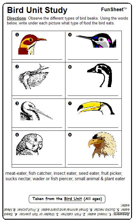 bird beaks Bird Beaks Activity, Teaching Middle School Science, Bird Study, Flying Creatures, Bird Beaks, Animal Adaptations, First Grade Science, 4th Grade Science, Preschool Science