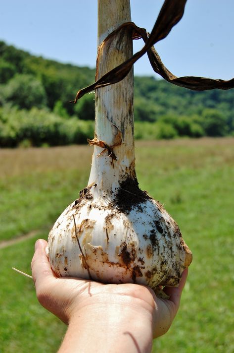 Garlic Plant, Garlic Growing, Best Advice Ever, Fall Planting, Food Gardening, Growing Garlic, Garden Veggies, Veg Garden, Best Advice