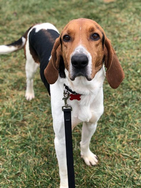 Treeing Walker Coonhound Puppy, Red Tick Coonhound, Fox Hounds, Walker Hound, Coonhound Puppy, Catahoula Leopard Dog Mix, Fox Hound, English Coonhound, Walker Coonhound