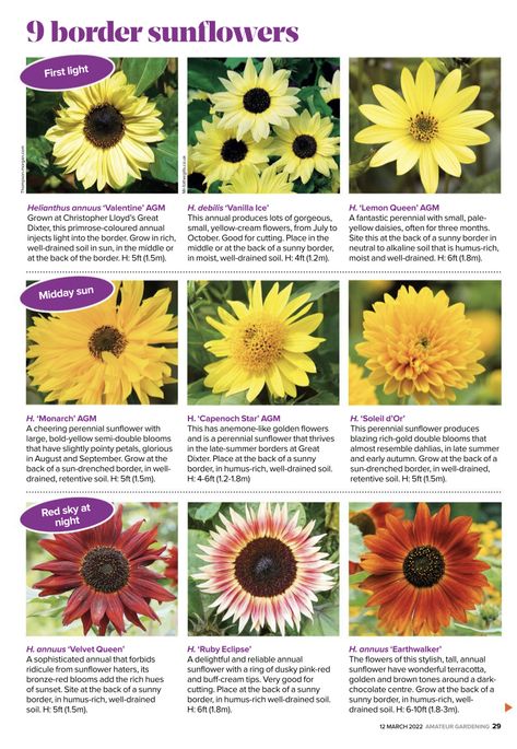 Sunflower Types, Sunflower Varieties, Sunflower Facts, Types Of Sunflowers, Wild Foraging, Growing Sunflowers, Backyard Garden Layout, Home Vegetable Garden, Diy Garden Projects