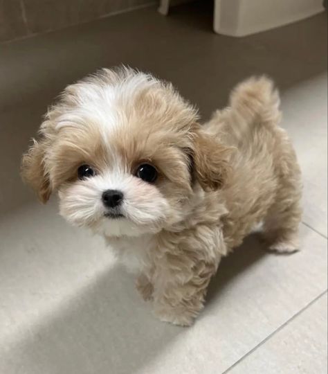 Cute Tiny Dogs, Tattoos Dog, Dogs Tattoo, Cute Fluffy Puppies, Cute Fluffy Dogs, Cute Small Dogs, Teacup Puppies For Sale, Puppies Cute, Cute Dogs Images