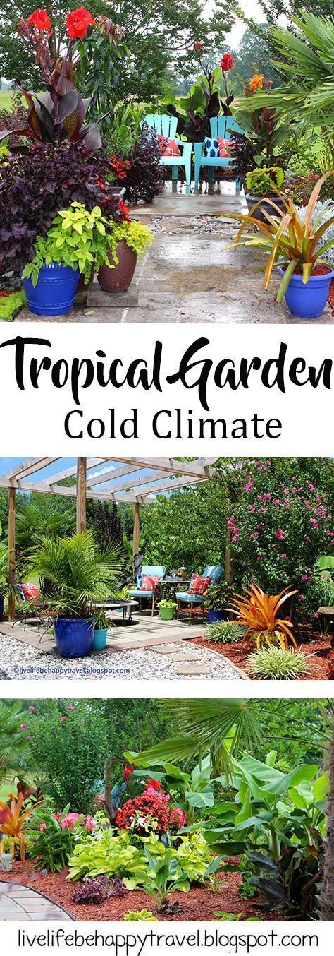 Early Summer Tour - Cold Climate Tropical Garden - Arkansas - Cold Hardy Tropical Plants - Palm trees - Palms Palm Trees Garden, Tropical Patio, Garden Escape, Palm Trees Landscaping, Tree Palm, Tropical Garden Design, Tropical Backyard, Garden Wallpaper, Rooftop Garden