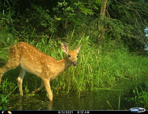 Trail Cam, Fleet Foxes, Deer Photos, Pretty Animals, Whitetail Deer, Oh Deer, A Deer, Silly Animals, Wild Nature