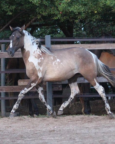 She is sooo pretty! Owner @cb_arabians #prettyhorse #grulla #grullo #tobiano #spots #spottedhorse #equine #horse #pferd #cheval… | Instagram Spotted Draft Horse, Pintaloosa Horse, Cool Horses, Horse Reference Photos, Grullo Horse, Tobiano Horse, Piebald Horse, Unique Horses, Grulla Horse