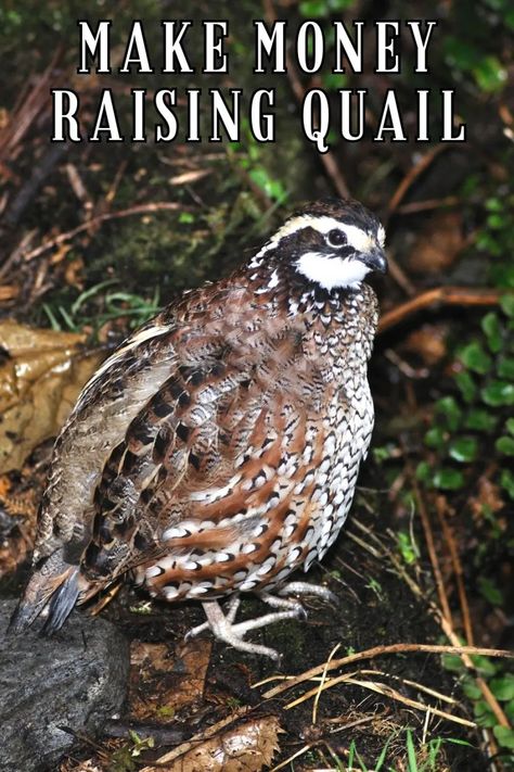 How To Make Money Raising Quail • Simple At Home Raising Quail For Profit, Natural Quail Habitat, Button Quails, Quail Raising, Quail Farm, Raising Pheasants, Quail Farming, Womens Hunting, Living Independently