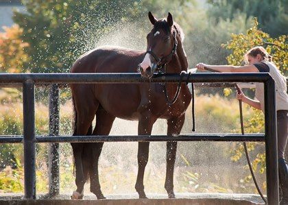 Take Precautions Against Equine Heat Stress - TheHorse.com | Learn what steps to take to ensure your horses stay cool and comfortable when temperatures rise. #horses #summer #heatstress Horse Ownership, Horse Washing, Run In Shed, Horse Care Tips, Funny Horses, Akhal Teke, Horse Grooming, Horse Health, Hunter Jumper