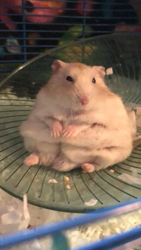 Chunky Hamster, Winter White Hamster, Fat Hamster, Hamster Wallpaper, Fat Rat, Hamster Pics, Fat Animals, Hamster Care, Funny Hamsters