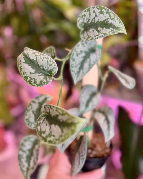 Thursdays this, this or that. I want to know if you could only pick between pothos, philodendron and scindapsus which would it be. And tell me either trail or climb!! 1. Marble Queen 2. Cream Splash 3. Jade variegated 4. Manjula 5. Brasil 6. Silver Army #philodendron #epipremnum #pothos #pothosplant #scindapsus #scindapsuspictus #plantsofig #plantsofinsta Satin Pothos, Scindapsus Pictus, Jungle Boogie, Propagation Station, Pothos Plant, Good Buddy, I Want To Know, Self Watering, Ceramic Vessel