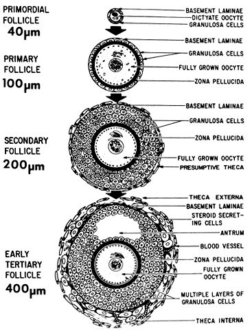 Follicle Growth and Development | GLOWM Follicular Phase, Luteal Phase, Follicle Stimulating Hormone, Corpus Luteum, Human Embryo, The Menstrual Cycle, Female Fertility, Biology Notes, Growth And Development