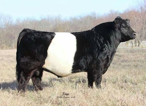 Bull Belted Galloway. Belted Galloway Cows, Galloway Cattle, Belted Galloway, Felted Creatures, Belgian Blue, Cow Artwork, Musk Ox, Dairy Cattle, Show Cattle