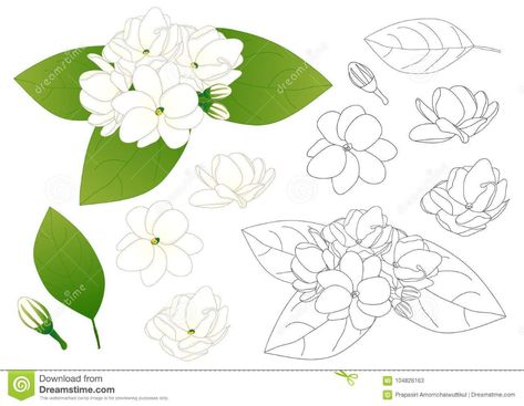 Jasminum Sambac - Arabian Jasmine Outline. Vector Illustration. Isolated on White Background. Stock Vector - Illustration of gardenia, coloring: 104826163 Jasmine Flower Outline, Arabian Jasmine Flower, Jasmine Drawing, Jasmine Tattoo, Arabian Jasmine, Jasminum Sambac, Thailand Art, Flower Outline, Flower Icons