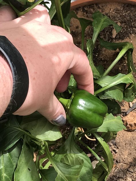 This is my Capsicum Im excited for it to finish growing so I can eat it #diy #gardening #garden #home Diy Gardening, Im Excited, Garden Diy, Garden Home, Permaculture, Lawn Care, Horticulture, Botany, Orchids