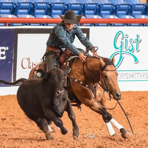 Horse Disciplines, Working Cow Horse, Ranch Horses, Barn Layout, Horse Reining, Western Horses, Cowboy Life, Cow Horse, Horse Pics