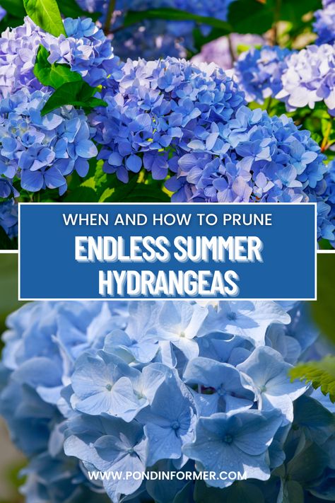 Wondering when to prune your Endless Summer Hydrangeas? Follow these tips to keep your plants looking their best. #Hydrangeas #Gardening #PruningTips #BeautifulBlooms #PlantCare Endless Summer Hydrangea Care, Pruning Endless Summer Hydrangeas, Summer Hydrangea, Pruning Hydrangeas, Pond Netting, Pond Aerator, Endless Summer Hydrangea, Hydrangea Care, Pond Filters