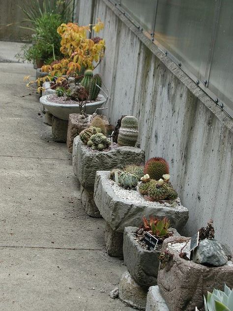 Hypertufa Recipe, Hypertufa Pots, Hypertufa Projects, Hypertufa Planters, Rock Planters, Stone Plant, Coconut Husk, Art Pdf, Rock Garden Plants