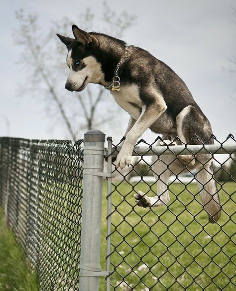 yard fences for dogs that jump | Dogs Climbing and Jumping Fence Ideas For Dogs, Dog Jumping Fence, Fences For Dogs, The Escape Artist, Dog Backyard, Jumping Dog, Dog Jumping, Ideas For Dogs, Escape Artist