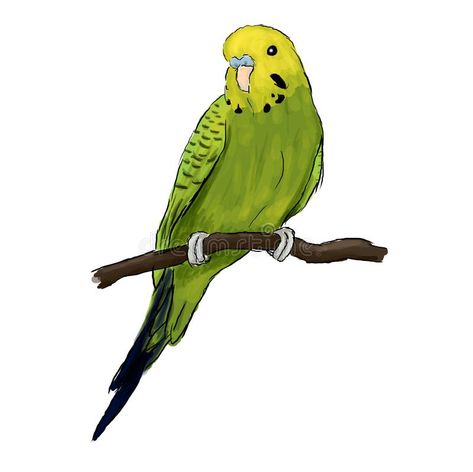 Yellow and green Budgie parrot bird, Budgerigar sitting on a branch. EPS vector detailed drawing included vector illustration Yellow Budgie, Green Budgie, Pet Shop Logo, Parrot Drawing, Watercolor Pencil Art, Parrots Art, Wall Art Diy Paint, Colorful Parrots, Watercolor Pictures